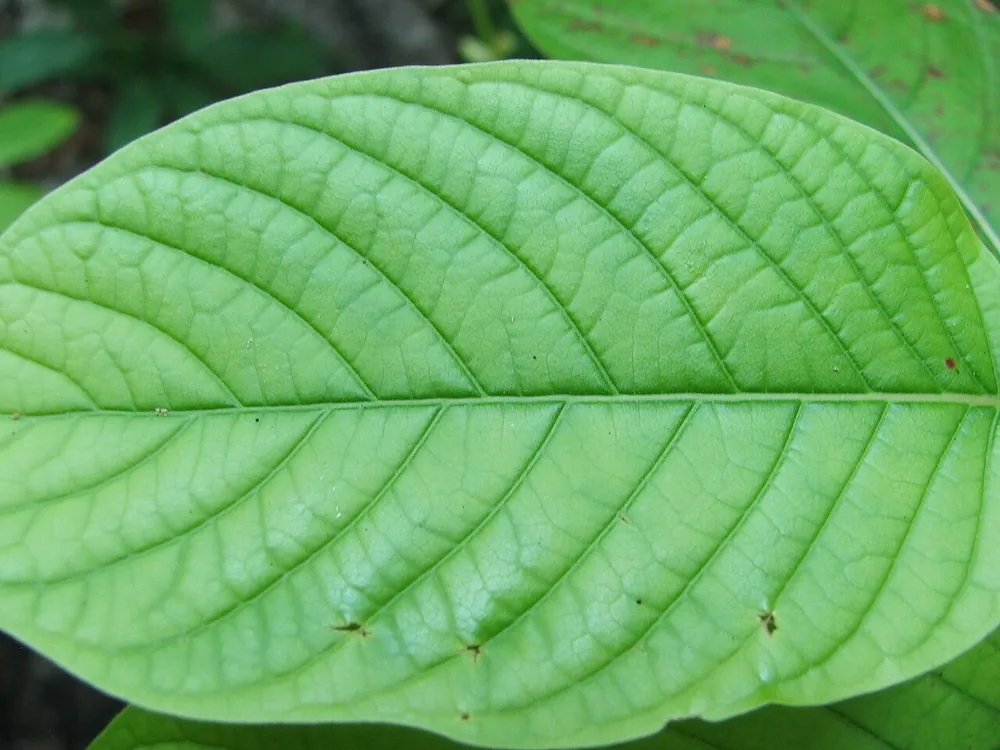 A leaf of Mitragyna speciosa (kratom).