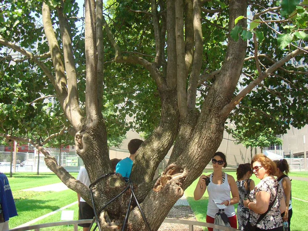 The Survivor Tree, a Callery pear, at the National September 11 Memorial in New York on 16 July 2012, with old and new growth visible.